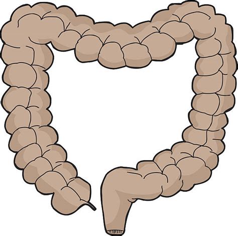 Cartoon Of The What Color Is The Large Intestine Illustrations, Royalty-Free Vector Graphics ...