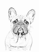 Realistic French Bulldog Coloring Page & coloring book 6000  sketch template