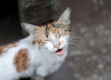 Laryngeal Paralysis in Cats: Diagnosis and Treatment - Mnepo Pets