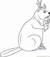 Canadian Beaver Coloring Page For Kids  Free Printable sketch template