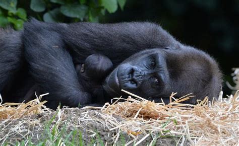 You listened to her heartbeat in utero, now watch a baby gorilla's birth! | Cute and Cool ...