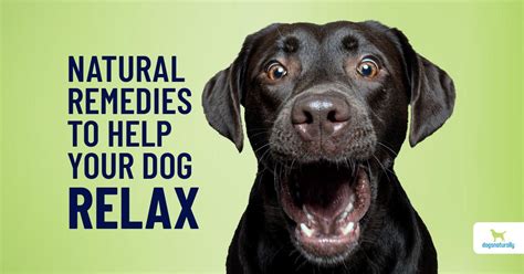 How To Calm Dog Anxiety Naturally - Dogs Naturally