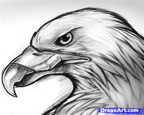 Eagle Face Drawing Images & Pictures - Becuo | Eagle drawing, Face ...