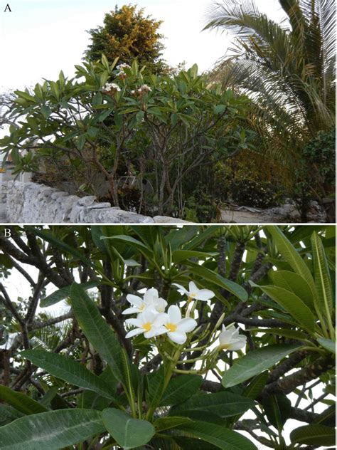 Flor de mayo (Plumeria rubra) A. Vista de la planta creciendo en un... | Download Scientific Diagram