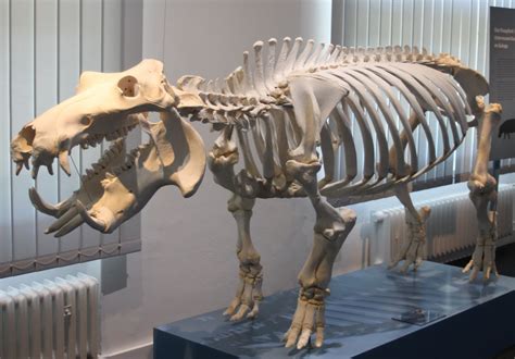 Skeleton Hippo - ZooChat