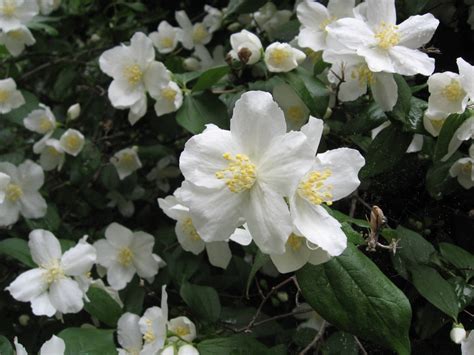 Inside Idaho's state flower and the famous explorer it was named after ...