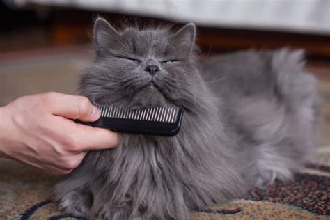 Matted Cat Hair: How to Handle It | Great Pet Care