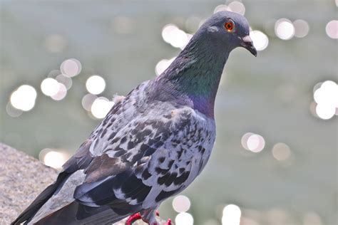 Pigeons of New York | Free advice -- and worth every bit spent!