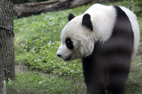 Tai Shan | National Zoo, Washington DC | Thanny Young | Flickr