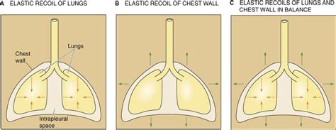 Static Properties of the Lung - Mechanics of Ventilation - The Respiratory System - Medical ...