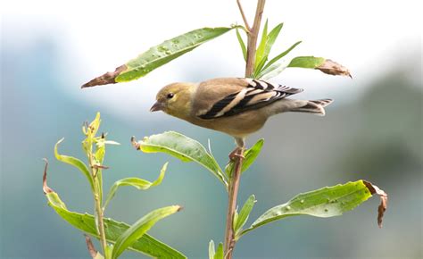 Fall American Goldfinches - Gottlieb Native Garden