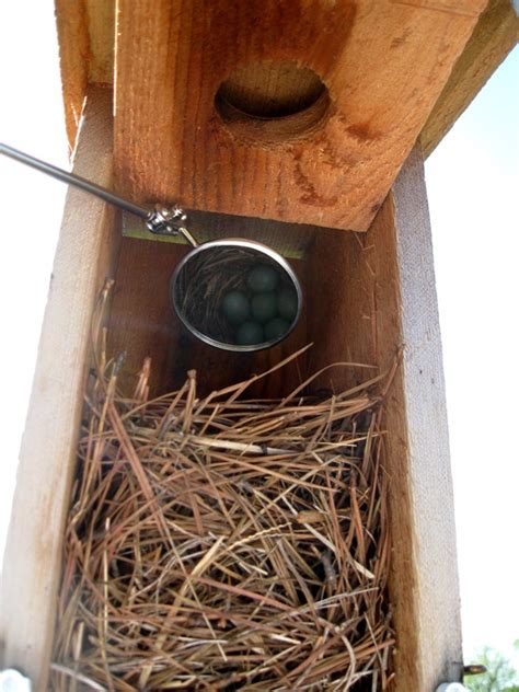 Green Meadows Preserve Blue Bird Trail: Bluebird Nest Cams