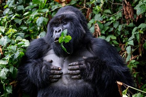 13 Facts About Mountain Gorillas in Africa