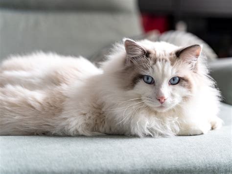 Ragdoll Cat Size: How Big Do Ragdolls Get? - Cat Queries