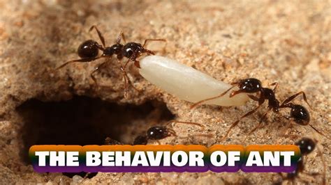 The behavior of ant - YouTube