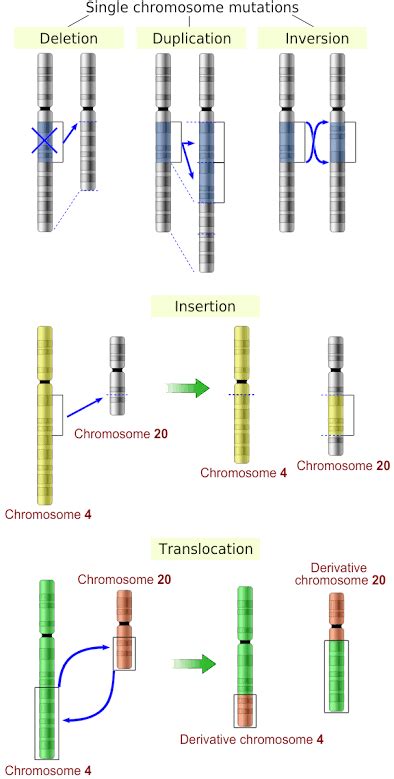 Structural Abnormalities Of Chromosome