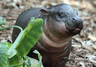 Pygmy Hippo Birth Spotlights Dwarf Animals | Live Science