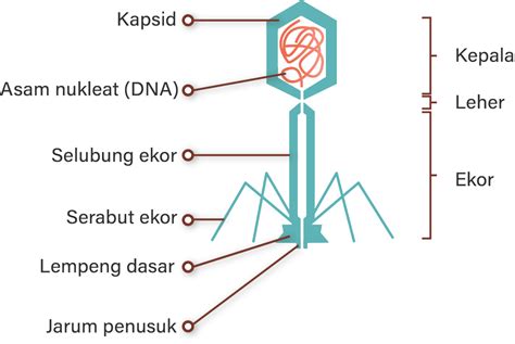 Gambarkan Struktur Tubuh Bakteriofag Lengkap Dengan Keterangan Bagian ...