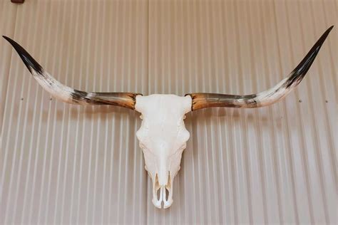 Texas Longhorn Skull and Horns - Bethel Saddlery