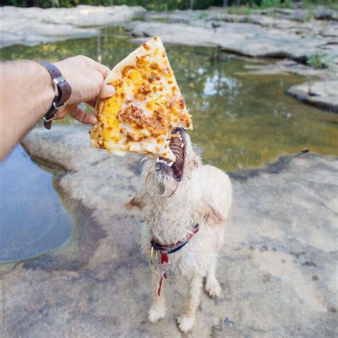 "Dog Eating Pizza" by Stocksy Contributor "J. Anthony" - Stocksy