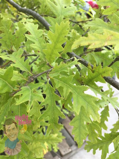 Quercus 'Turkey Oak' Tree - Hello Hello Plants