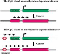 New Twists on the Epigenetics of CpG Islands