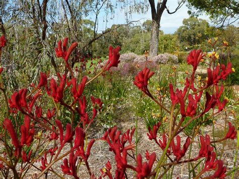 Anigozanthos flavidus – Muchea Tree Farm