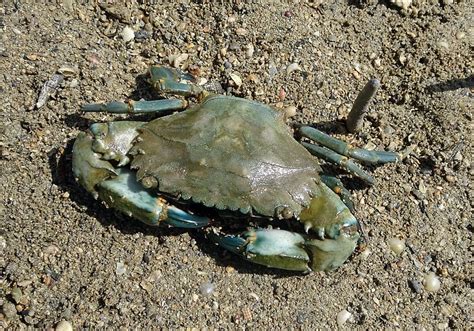 Mud crab, crab, scylla serrata, mangrove crab, estuarine, mangroves, seafood, HD wallpaper ...