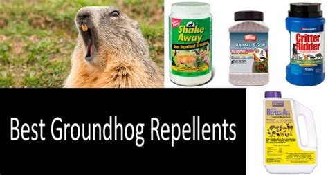 TOP-5 best groundhog repellents in 2020 | Natural & safe solutions. Buyer’s Guide