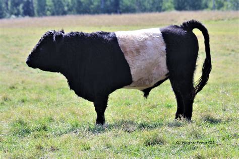 Belted Galloway Cattle (Bos taurus) | A Belted Galloway bull… | Flickr