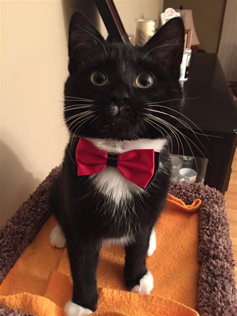 My tuxedo cat in his tuxedo 👌 : r/TuxedoCats