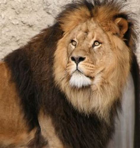 powerful lion looking back with dark mane | download Free Animals Photo