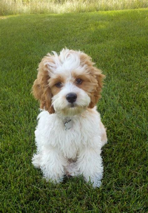 cockapoo - Google Search | Cockapoo dog, Cockapoo puppies, Poodle mix dogs