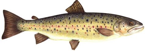 Brown trout Salmo trutta - Lizzie Harper