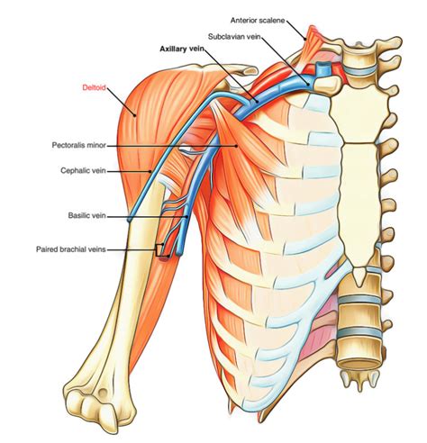 Deltoid Muscle – Earth's Lab