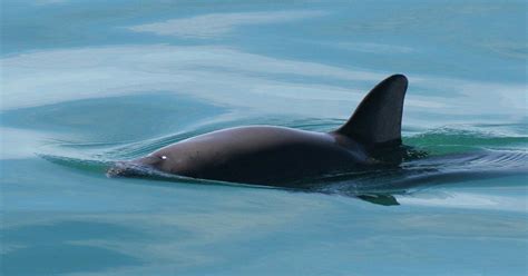 UNESCO Protects Near-Extinct Vaquita's Habitat