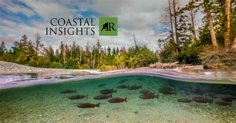 Join us for a webinar on salmon as a foundation species on the coast | Raincoast