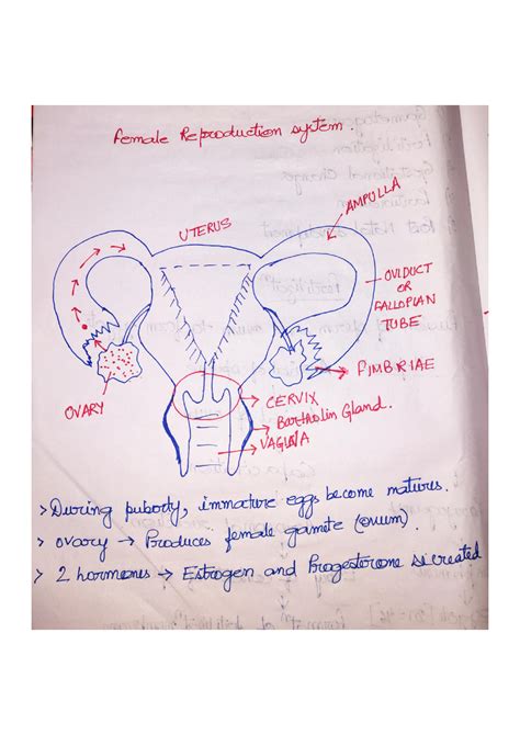 SOLUTION: Female reproductive system embryology - Studypool