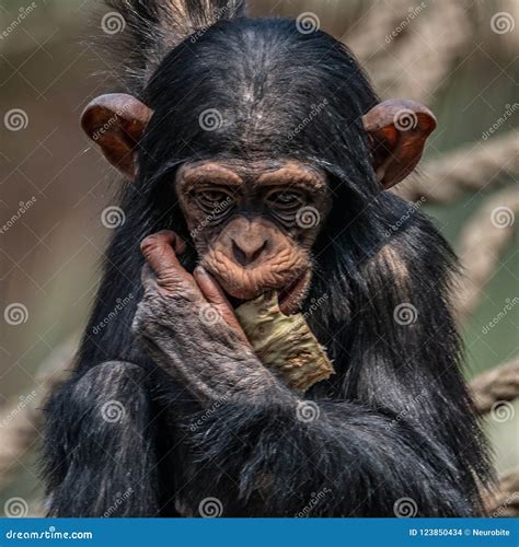 Portrait of Cute Baby Chimpanzee Playing with Food Stock Photo - Image of chimpanzee, alert ...