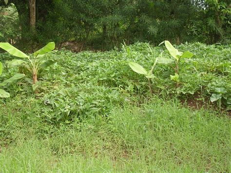 AGRICULTURE IS THE BACK BONE OF UGANDA. | Jorge Rosales,