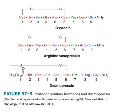 Vasopressin (Antidiuretic Hormone, ADH)