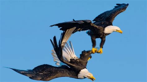 Burung Elang Terbang Elang Burung Foto Keren Lebih Bald - Macam Macam ...