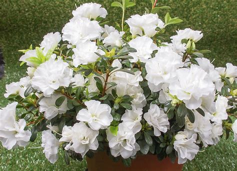 Azalea Japonica (Dwarf Evergreen) White | OG Plants