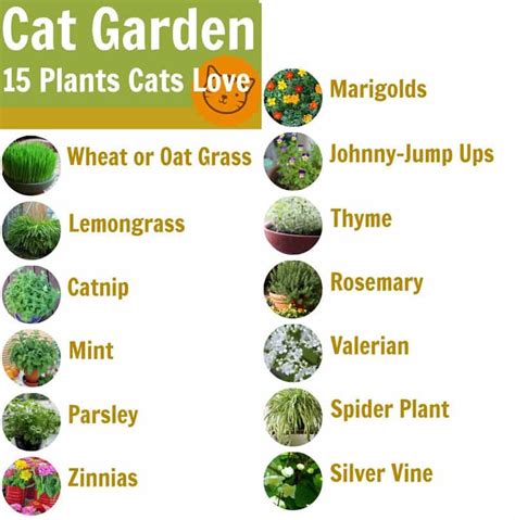 Top 10 Tips of How to Create a Cat-friendly Garden