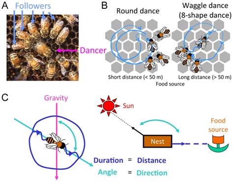 Dance communication of the honeybees. (A) A forager that finds a rich ...