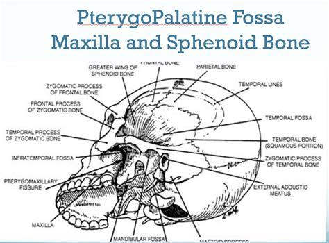 Sphenopalatine (Pterygopalatine) Ganglion Block for Treatment of Chronic and Episodic Chronic ...