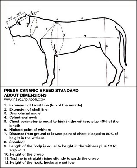 Breed standard: size and dimensions of Presa Canario | Rey Gladiador - Presa Canario KY, USA