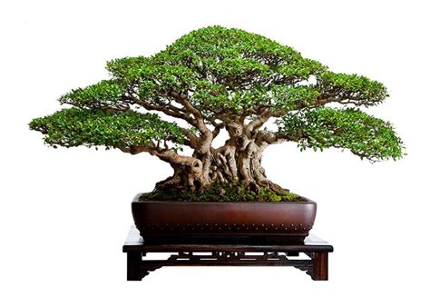 Philippine Balete Bonsai