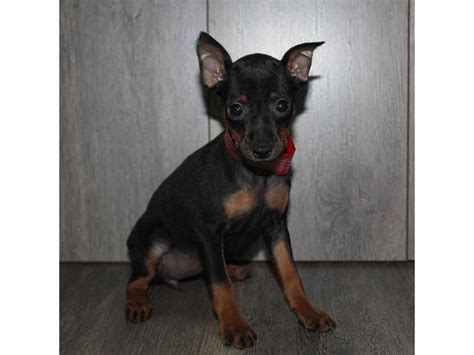 Miniature Pinscher-DOG-Female-BLK/TAN-2460615-Pet City Houston