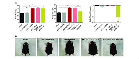 | Celastrol reduces body mass of obese asthmatics mice. (A) C57BL/6... | Download Scientific Diagram